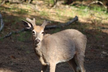 IMG_0919.jpeg
