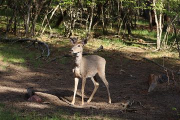 IMG_0922.jpeg