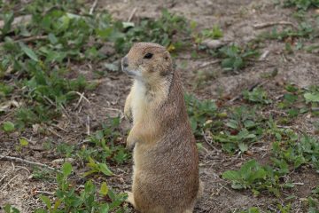 IMG_0940.jpeg