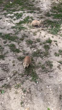 IMG_1609.mov