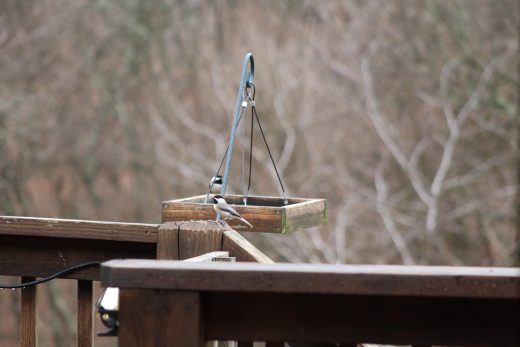 Becca’s Backyard Birds